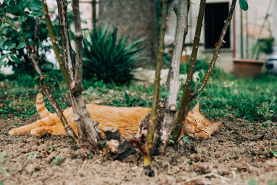 View of tree trunk in field