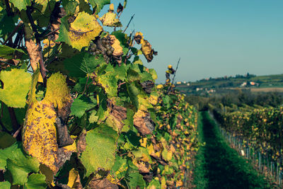 View of vineyard