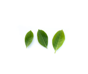 High angle view of leaves against white background