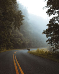 Country road by trees against sky