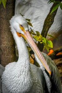 Close-up of birds