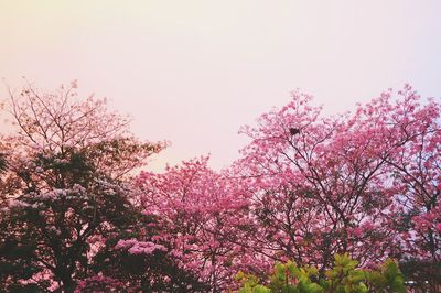 Low angle view of pink flowers against sky