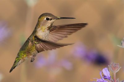 Close-up side view of bird flying against blurred background