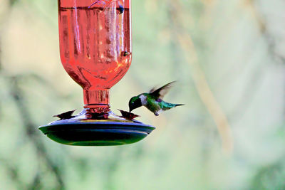 Close-up of bird flying