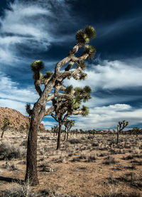 Scenic view of joshua tree national park against cloudy sky