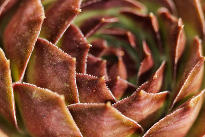 Full frame shot of succulent plant