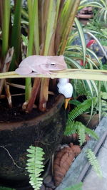 High angle view of potted plants in yard