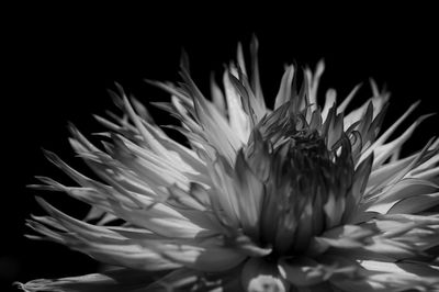 Close-up of chrysanthemum on plant against black background