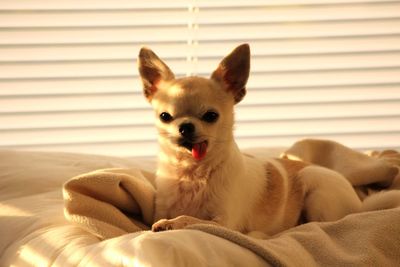 Close-up of a dog lying on bed