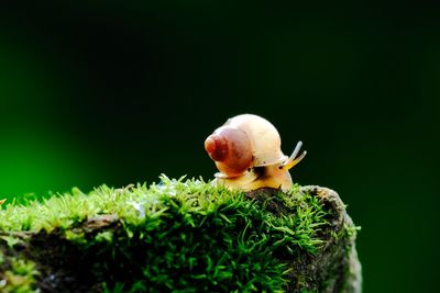 Close-up of snail on rock