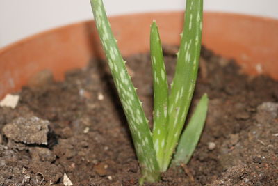 Close-up of potted plant