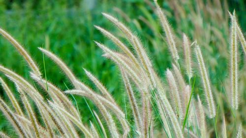 Close-up of fresh green plant