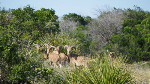 Sheep on field by trees against sky