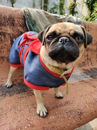 Close-up portrait of dog