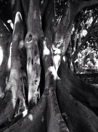 Close-up of tree trunk