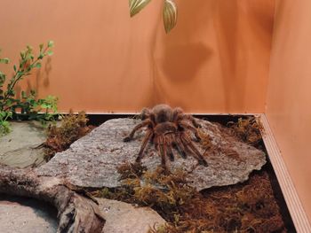 Close-up of crab on plant