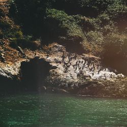 Scenic view of river in forest