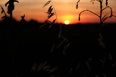 Close-up of silhouette plants growing on field against sky during sunset