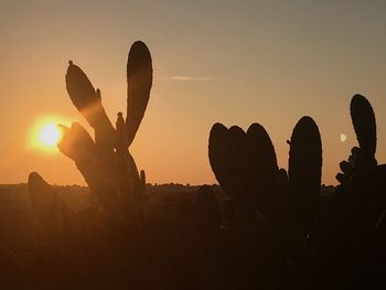 Silhouette cactus plant against sky during sunset