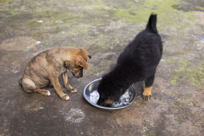 High angle view of two dogs