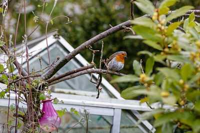 Close-up of bird perching on branch