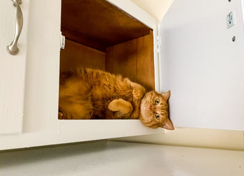 Portrait of cat sitting at home