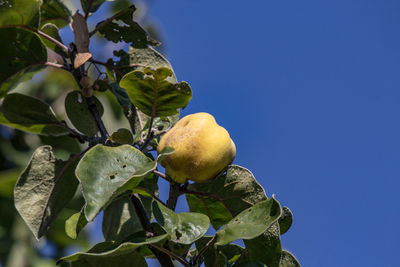 Low angle view of fruits growing on tree against blue sky