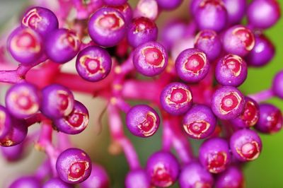 Close-up view of flowers