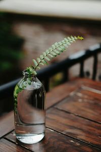 Fern in glass bottle on table