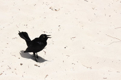 High angle view of bird on sand