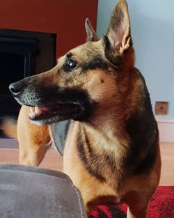 Close-up of a dog looking away