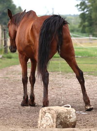 Horse standing in ranch