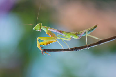 Close-up of insect on leaf