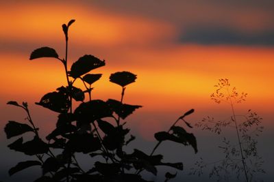 Plants growing on landscape at sunset