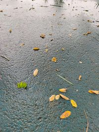 High angle view of leaves floating on water