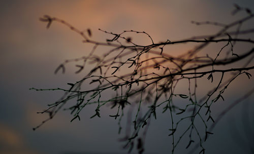 Close-up of silhouette plant against sky at sunset