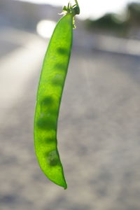 Close-up of green leaf