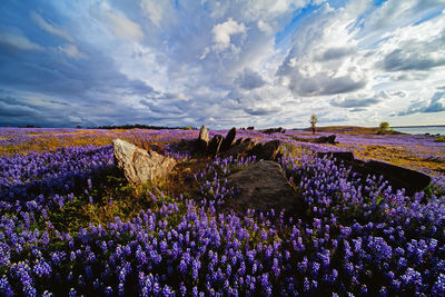 Spring wildflowers