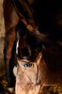 Close-up of horse