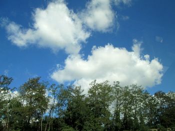 Low angle view of trees against sky