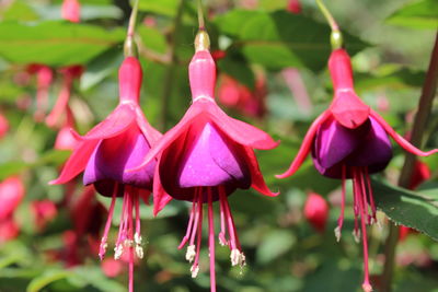 Close-up of pink flowering plants