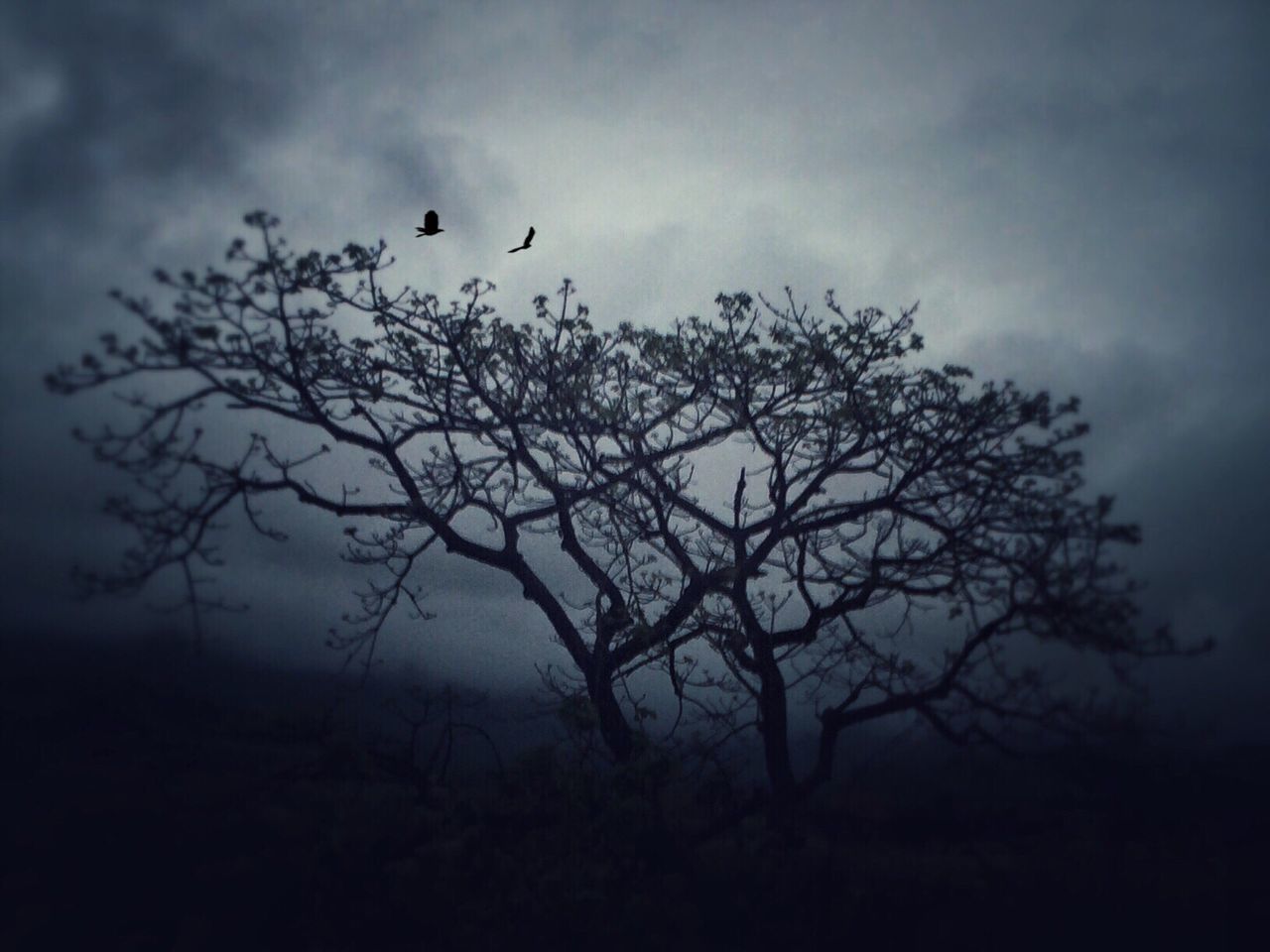 sky, silhouette, low angle view, tree, bare tree, branch, tranquility, cloud - sky, nature, tranquil scene, beauty in nature, scenics, cloudy, dusk, cloud, growth, outdoors, no people, day, sunset