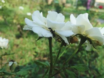 Close-up of white flowers blooming outdoors