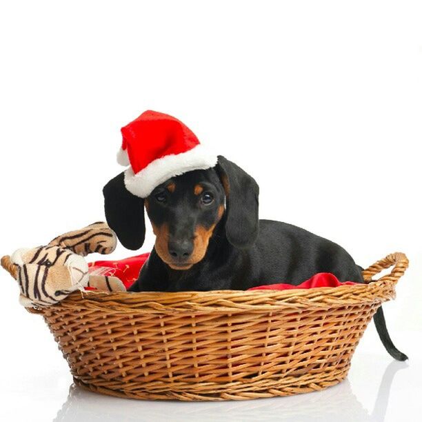 animal themes, domestic animals, one animal, pets, dog, red, white background, no people, low angle view, mammal, copy space, close-up, patriotism, clear sky, indoors, clothing, studio shot, animal head, identity, fabric