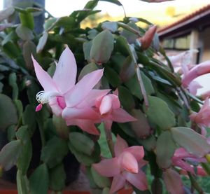 Close-up of pink flowers