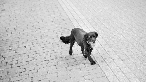 Dog on cobblestone street