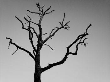 Low angle view of bare trees