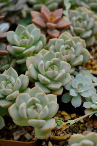 Close-up of succulent plant