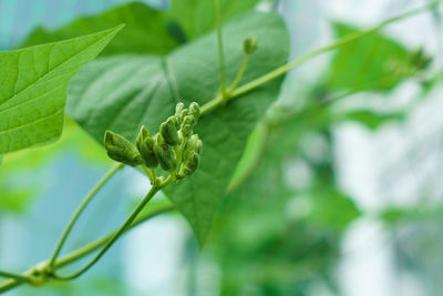 Close-up of fresh green plant