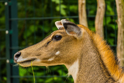 Close-up of deer